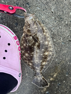 ヒラメの釣果
