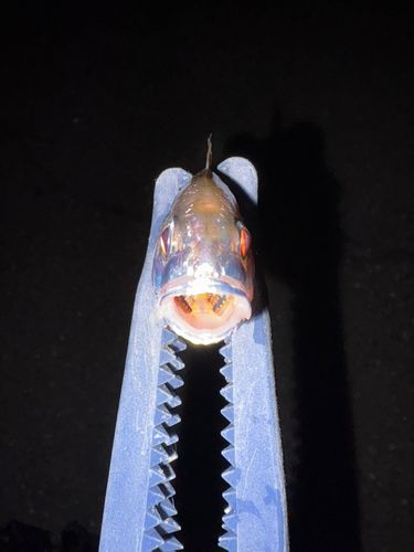 イシモチの釣果