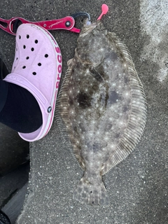 ヒラメの釣果