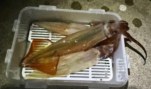 スルメイカの釣果