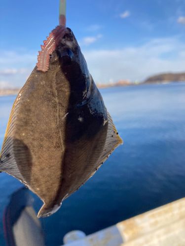 カレイの釣果