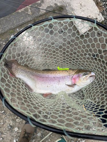 ニジマスの釣果