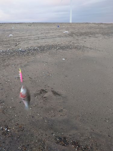 コノシロの釣果