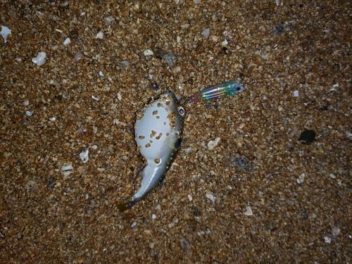 クサフグの釣果