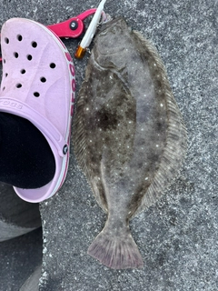 ヒラメの釣果