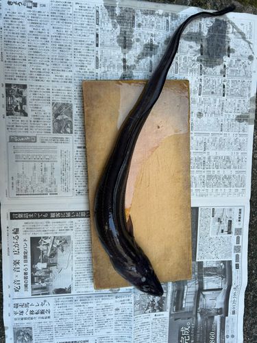 ダイナンアナゴの釣果