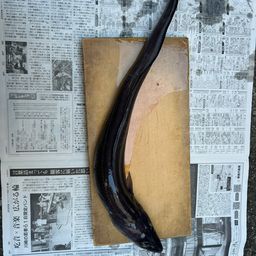 ダイナンアナゴ