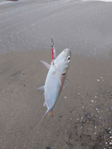 コノシロの釣果