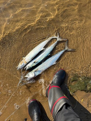 サゴシの釣果