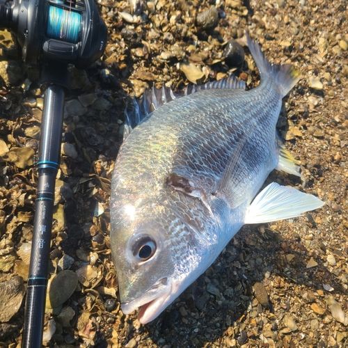 チヌの釣果