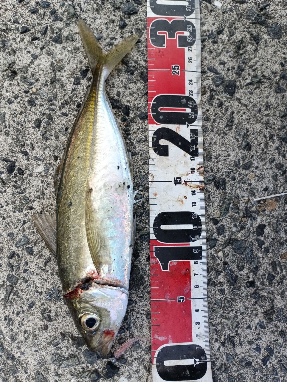 DAIWA 16アジング X 72L-Sの最安値・インプレ・釣果 | 本音の口コミが