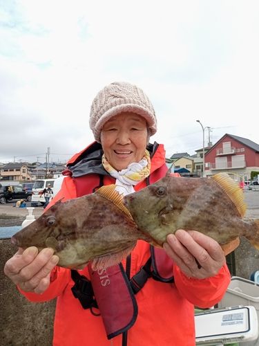 カワハギの釣果