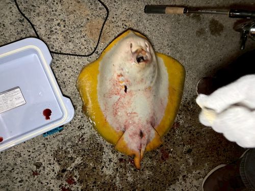 アカエイの釣果