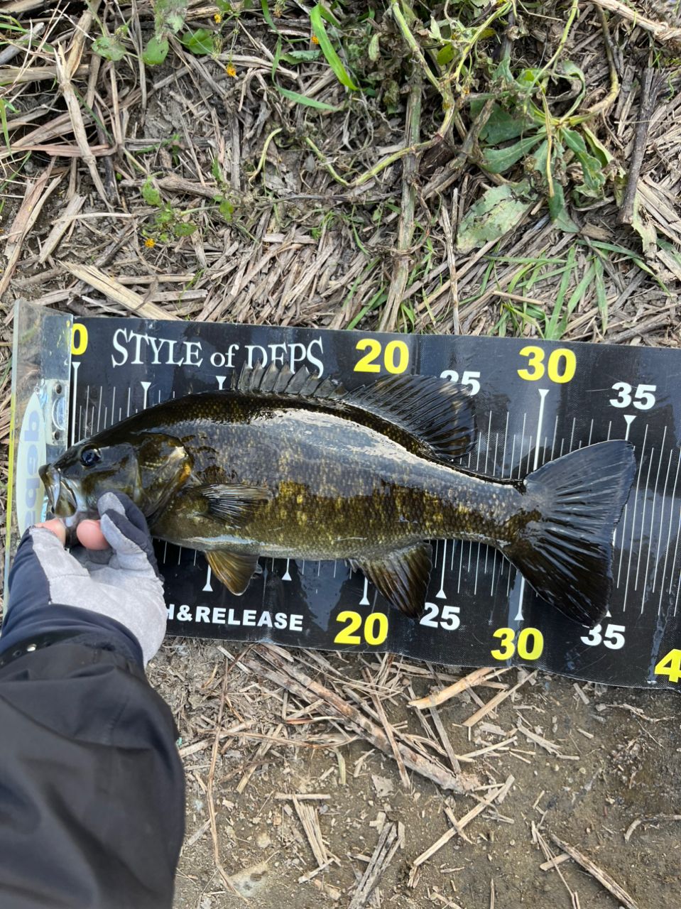 スモールマウスバス