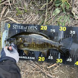 スモールマウスバス