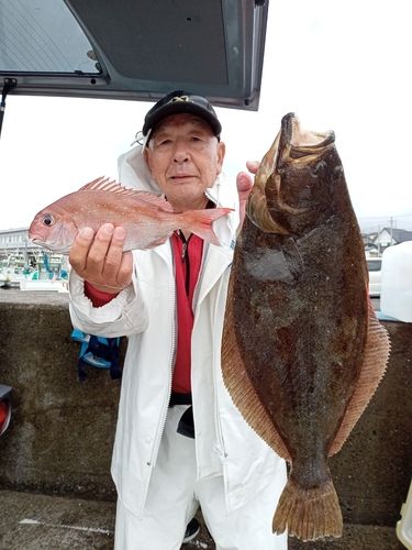 ハナダイの釣果