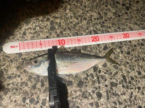 マアジの釣果