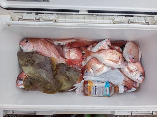 ハナダイの釣果