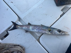 ヤマトカマスの釣果