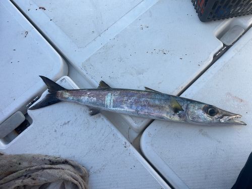 ヤマトカマスの釣果