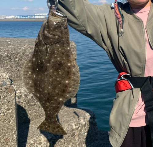 ヒラメの釣果