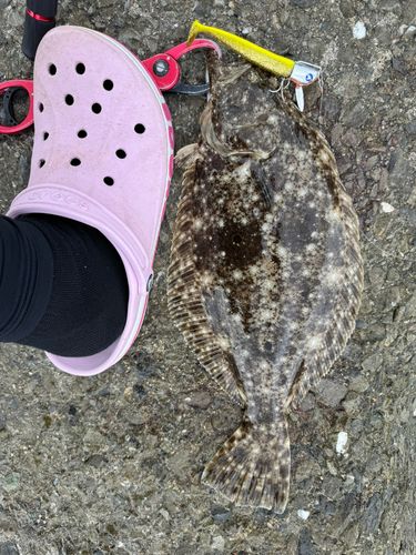 ヒラメの釣果