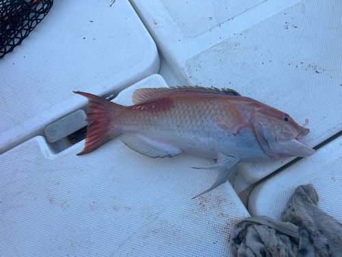 キツネベラの釣果