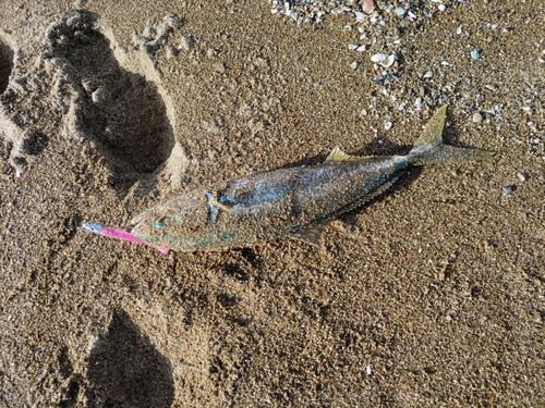 フクラギの釣果