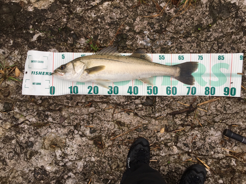 シーバスの釣果