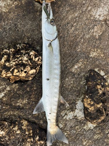 オニカマスの釣果