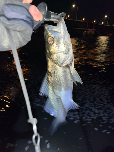 フッコ（ヒラスズキ）の釣果