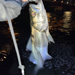 フッコ（ヒラスズキ）