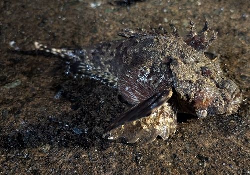 オニオコゼの釣果
