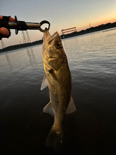 フッコ（ヒラスズキ）の釣果