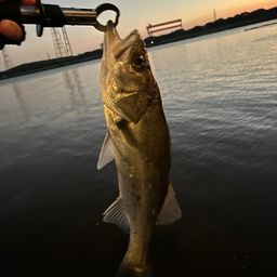 フッコ（ヒラスズキ）