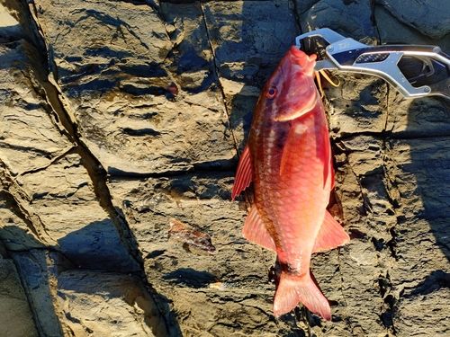 オジサンの釣果