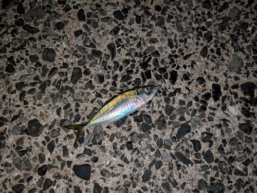 マアジの釣果