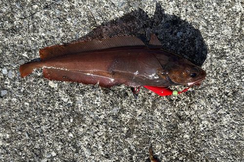 エゾイソアイナメの釣果