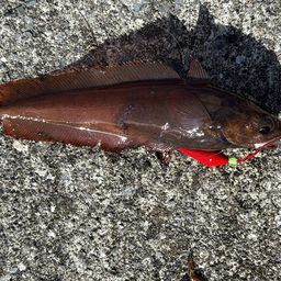 エゾイソアイナメ