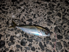 マアジの釣果