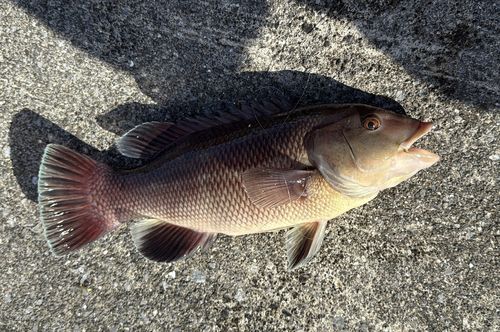 コブダイの釣果