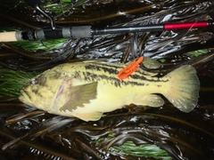 クロソイの釣果