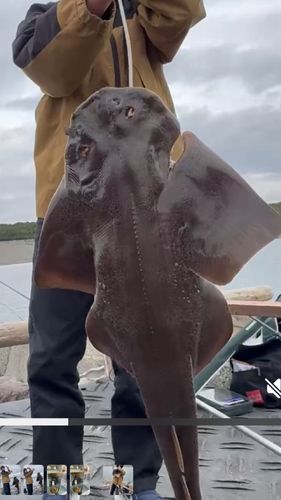 カスザメの釣果