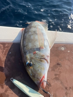 ホオアカクチビの釣果