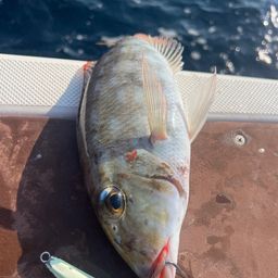 ホオアカクチビ