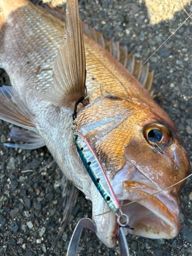 マダイの釣果