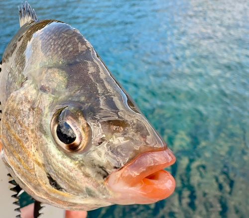 タナゴの釣果