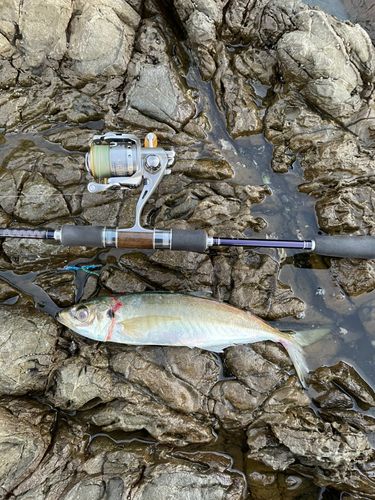 マルアジの釣果