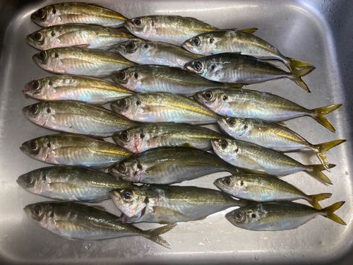 アジの釣果
