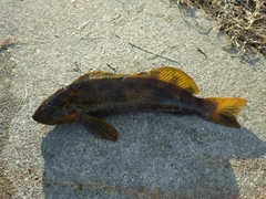 アイナメの釣果